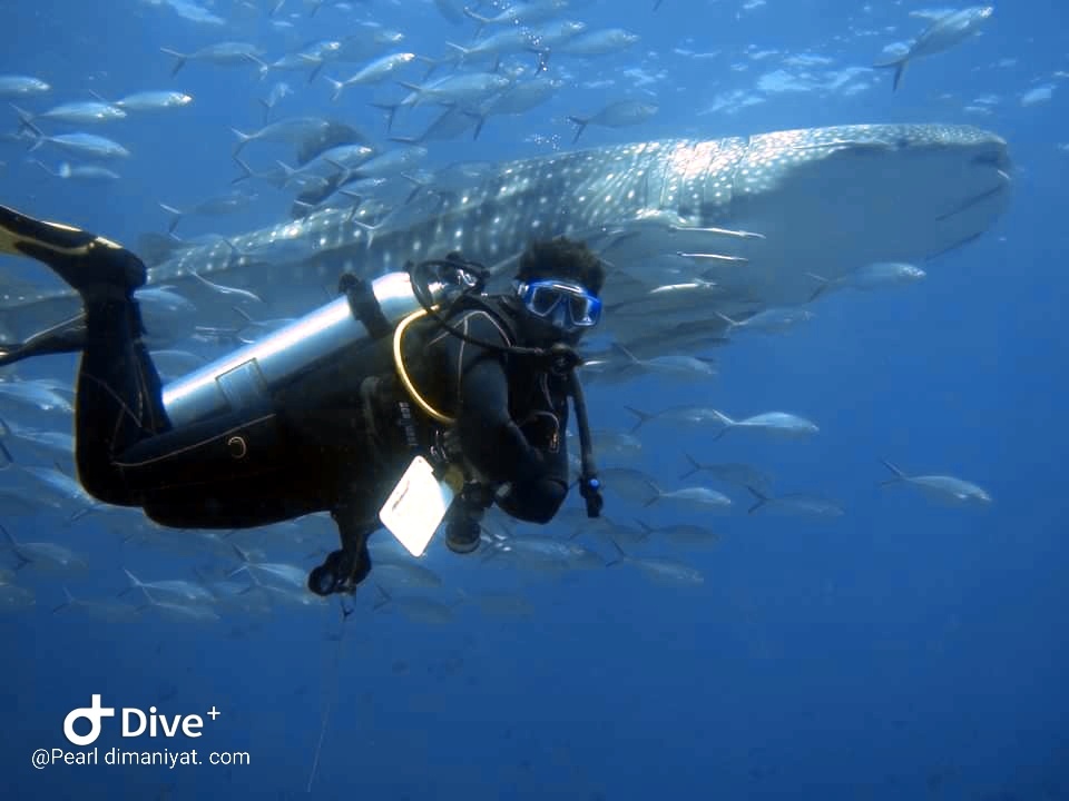 diving in oman